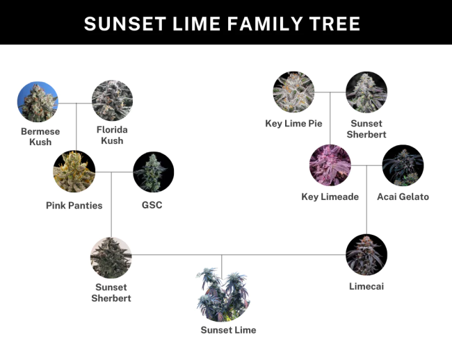 A cannabis strain family tree graphic titled 'SUNSET LIME FAMILY TREE' on a white background with a black header. It shows labeled strain circles including Bermese Kush, Florida Kush, Pink Panties, GSC, Key Lime Pie, Sunset Sherbert, Key Limeade, Acai Gelato, Sunset Sherbert (again), Limecai, and Sunset Lime, connected by lines.