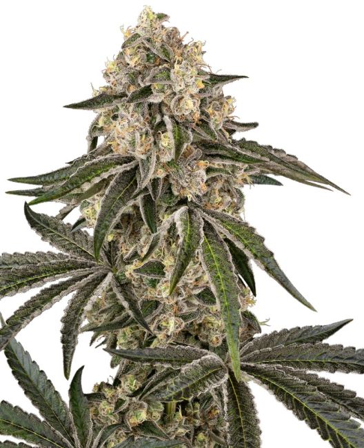 Sunset Peach - Sensi Seeds