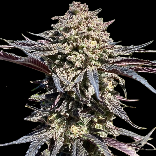 A close-up of a cannabis flower bud with purple and green tones against a solid black background.