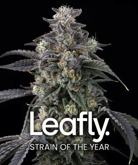 A close-up of a cannabis bud with frosty trichomes and visible orange pistils against a black background, with large white text reading 'Leafly.' and smaller text 'STRAIN OF THE YEAR' overlaid near the bottom.