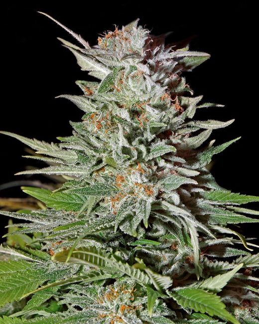 Close-up of a cannabis plant with a black background
