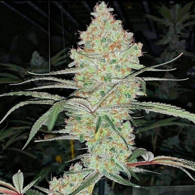 Super Lemon Haze IBL V1 - Ethos Genetics