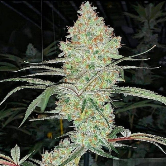 Super Lemon Haze IBL V1 - Ethos Genetics