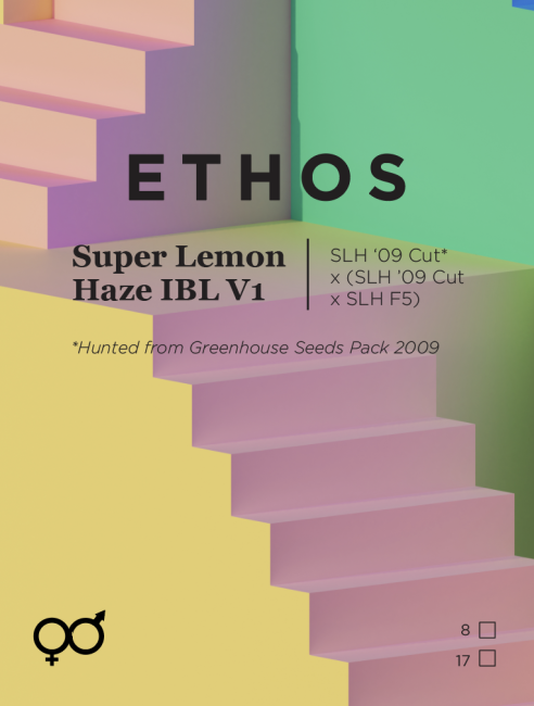 Super Lemon Haze IBL V1 - Ethos Genetics