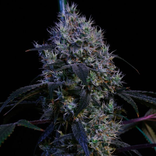 Close-up of a cannabis plant bud against a black background