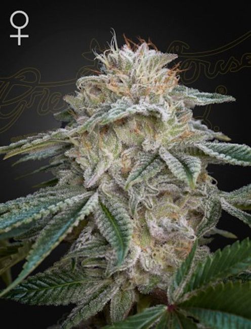 Close-up of a cannabis plant with a dark background