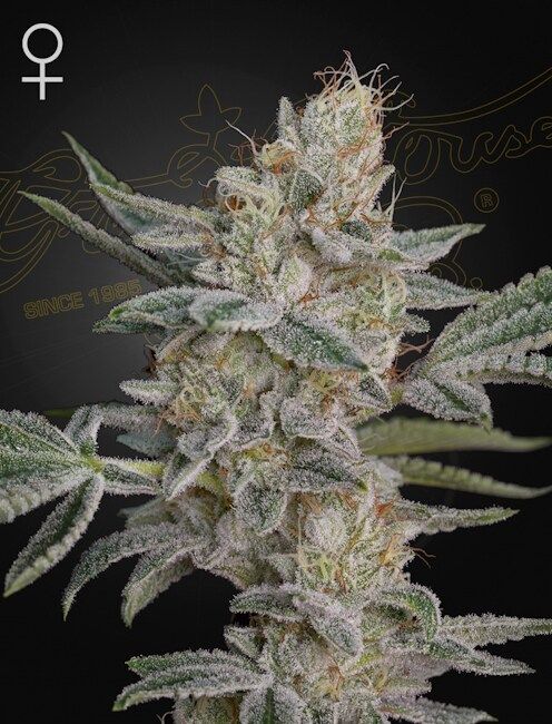 Close-up of a cannabis plant with frost on its leaves against a dark background.