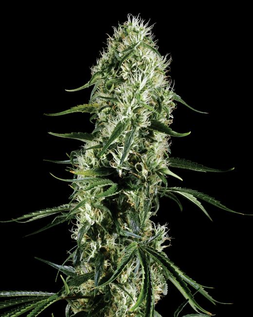 Close-up of a cannabis plant on a black background