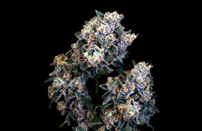Super Sour Runtz - Atlas Seed