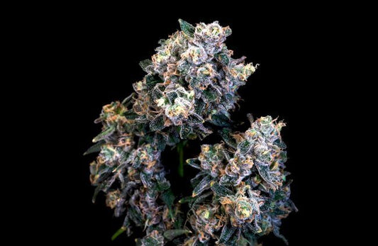 Close-up of a cannabis plant bud on a black background