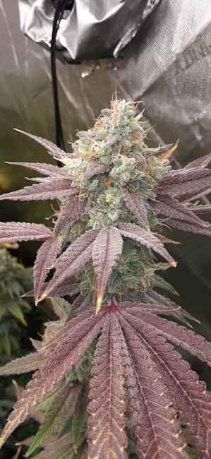 Close-up of a cannabis plant with purple leaves and buds.
