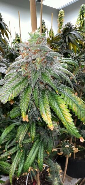 Supreme Planet - Mosca Seeds