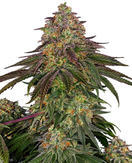 Close-up of a cannabis plant with green leaves and purple buds on a white background