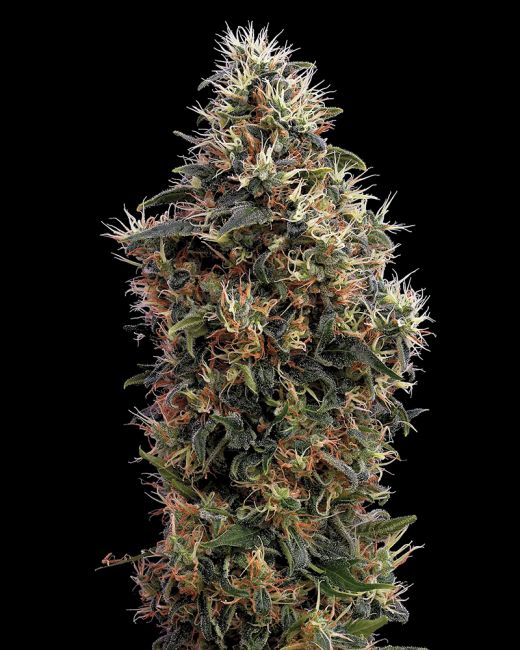 Close-up of a cannabis plant with a black background