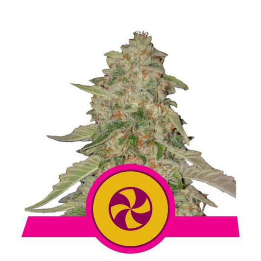 Cannabis plant with a pink and yellow logo on a white background