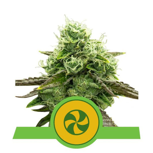 Close-up of a cannabis plant bud with a green and yellow logo on a white background