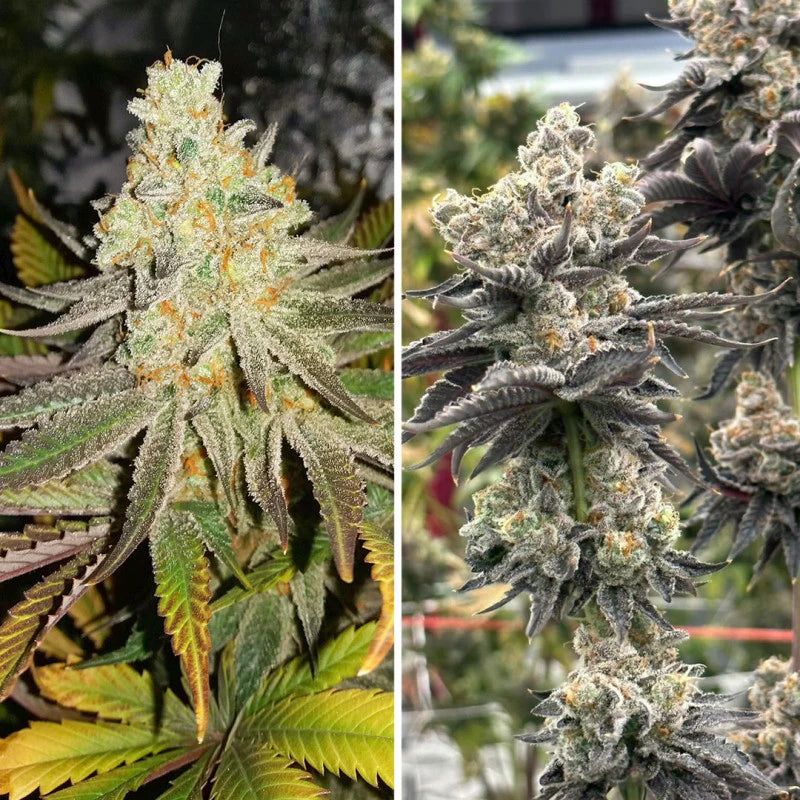 Two images of cannabis plants with dense trichomes and green leaves.