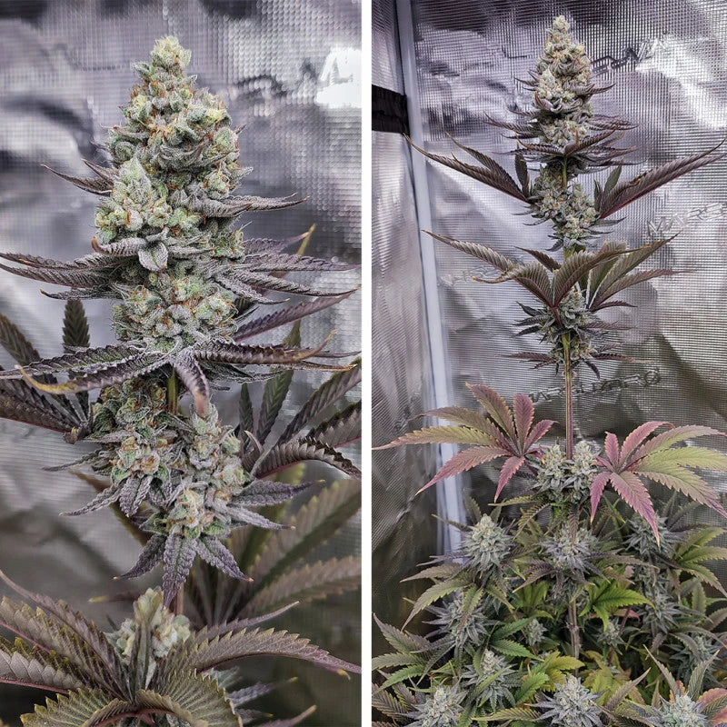 Two images of cannabis plants with prominent buds against a metallic background.