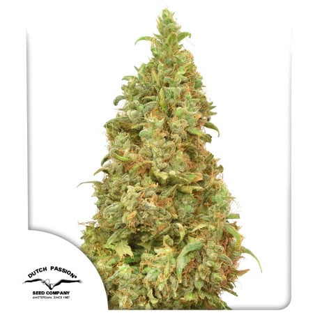 Grown cannabis plant with visible Dutch Passion logo on a white background