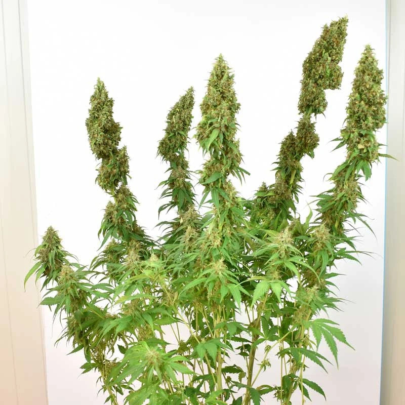 Grown cannabis plant with large buds against a white background