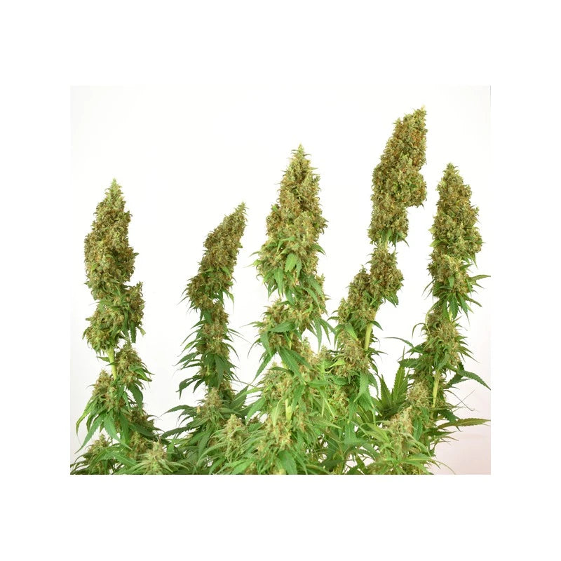 Green cannabis plants with buds on a white background