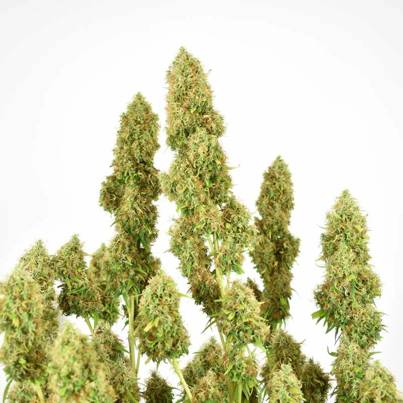 Close-up of cannabis plants with a white background