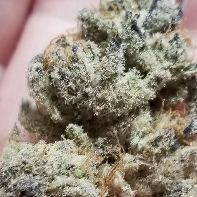 Close-up of a hand holding a clump of greenish-brown cannabis buds.
