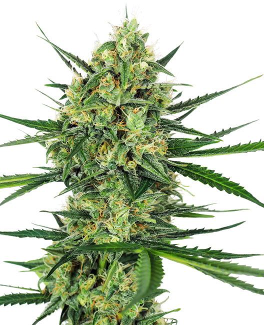 Close-up of a cannabis plant with green leaves and buds on a white background
