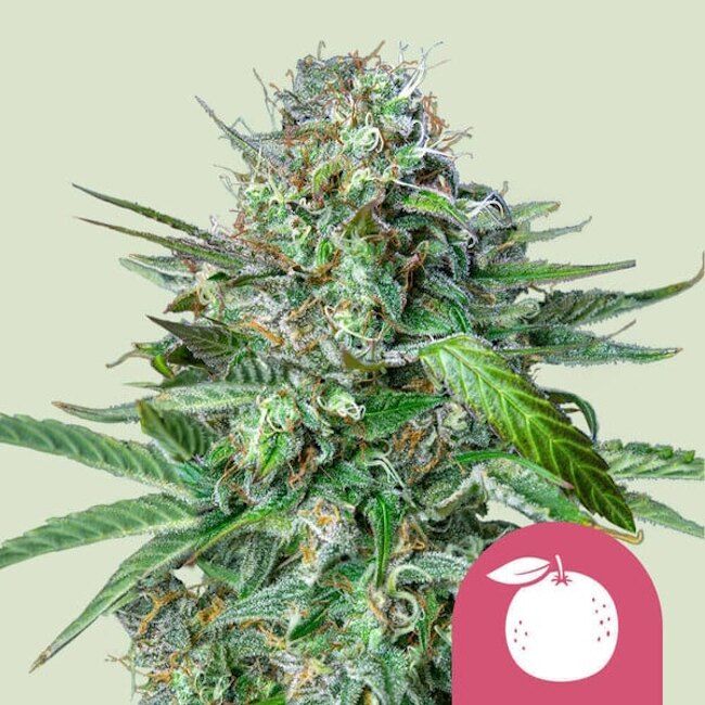 Close-up of a cannabis plant with a pink circle and white leaf icon on a light green background