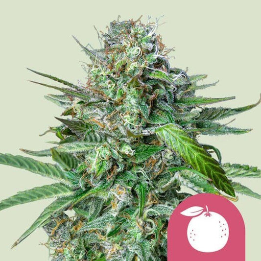 Close-up of a cannabis plant with a pink circle and white leaf icon on a light green background