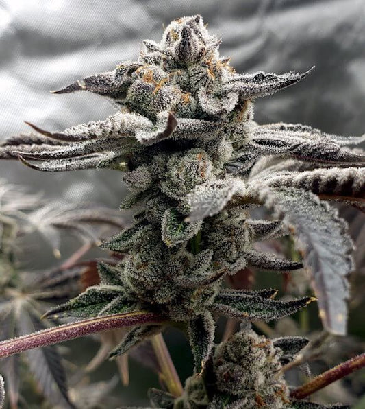 Close-up of a cannabis plant with frost on its leaves against a blurred background