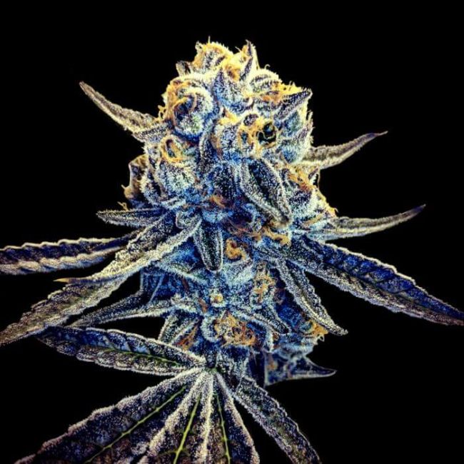Close-up of a cannabis plant bud with a black background