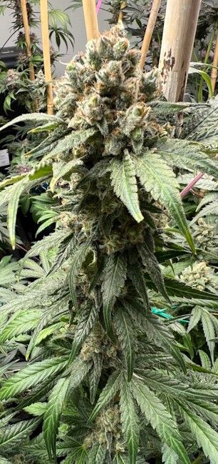 Tapestry - Mosca Seeds