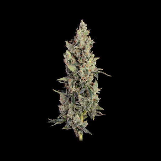 Cannabis plant on a black background