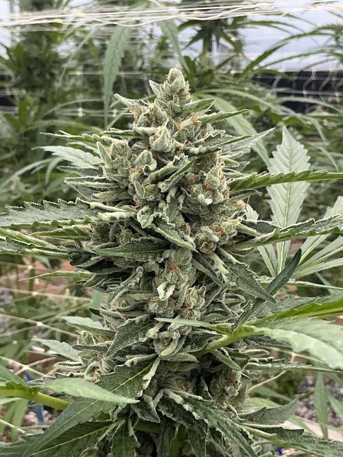 Close-up of a cannabis plant with green leaves and buds.