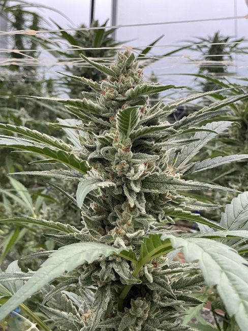 Close-up of a cannabis plant with green leaves and buds.