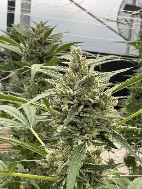 Close-up of a cannabis plant with buds in an outdoor setting.
