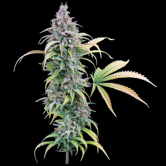 Mature cannabis plant with large buds on a black background