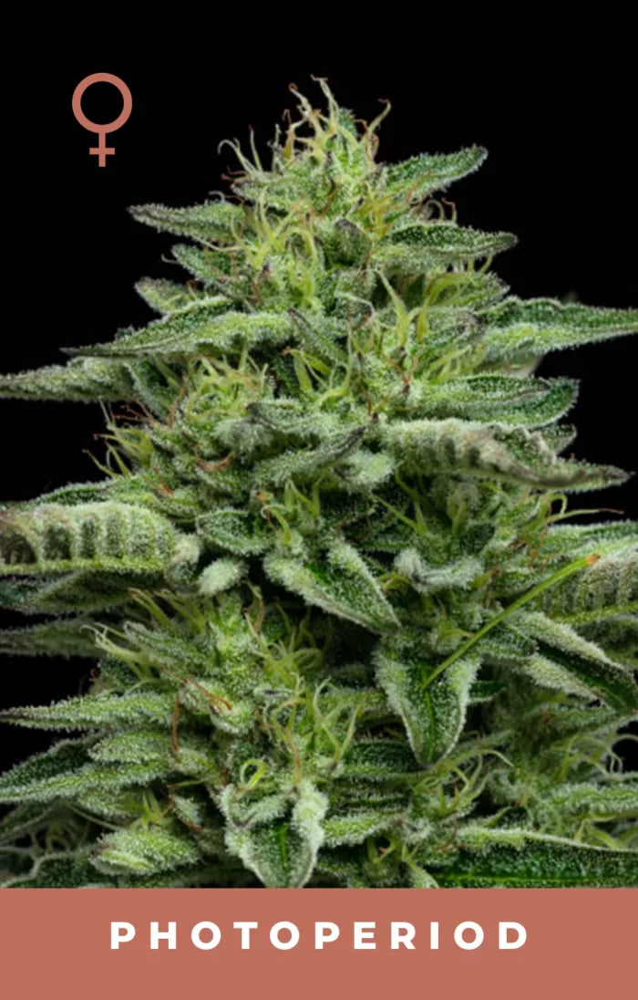 Close-up of a cannabis plant with a black background and 'Photoperiod' text.