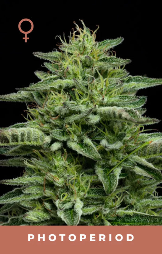 Close-up of a cannabis plant with a black background and 'Photoperiod' text.