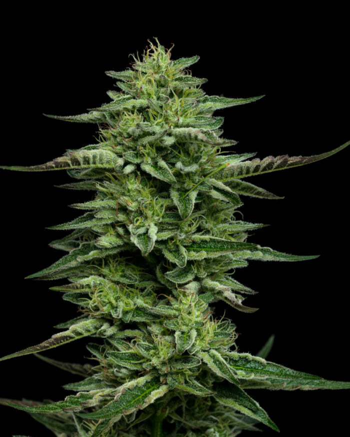 Close-up of a cannabis plant on a black background