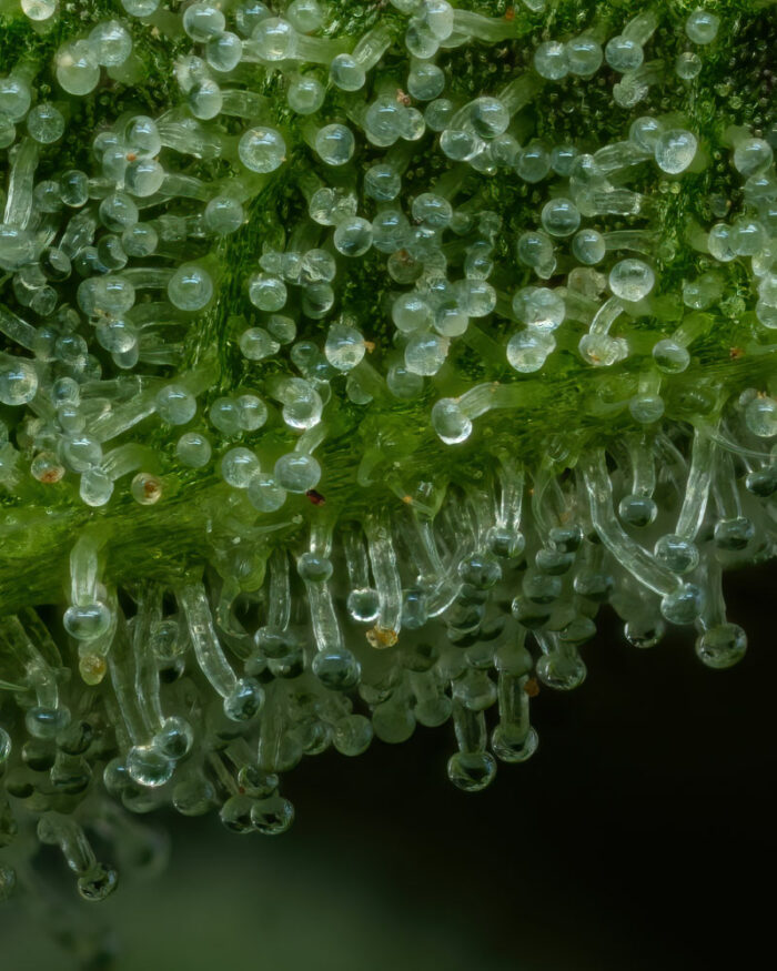 Close-up of a green plant surface with small droplets on a dark background