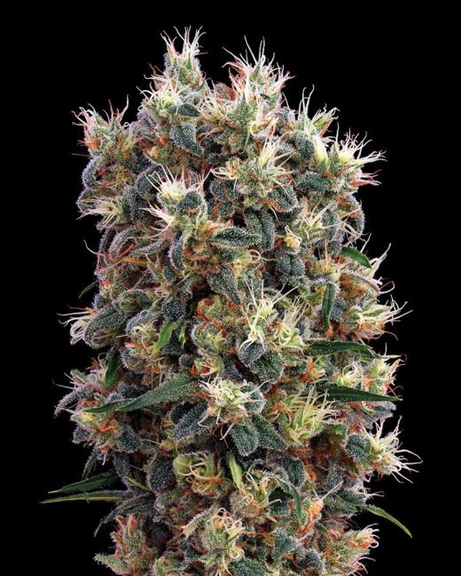 Close-up of a cannabis plant with a black background