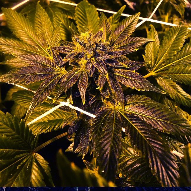 Close-up of a cannabis plant with dark green leaves.