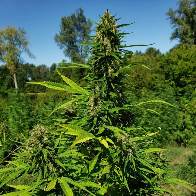 Tall cannabis plant in a natural outdoor setting with trees and blue sky.