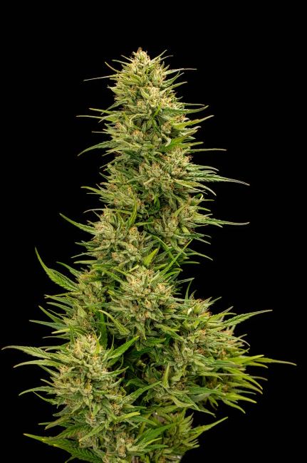 Cannabis plant with large buds on a black background