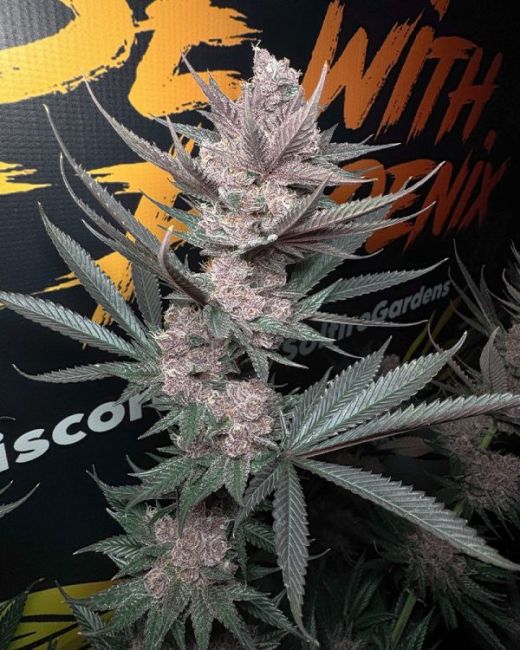 Mature cannabis plant with a dark background featuring text and logos.