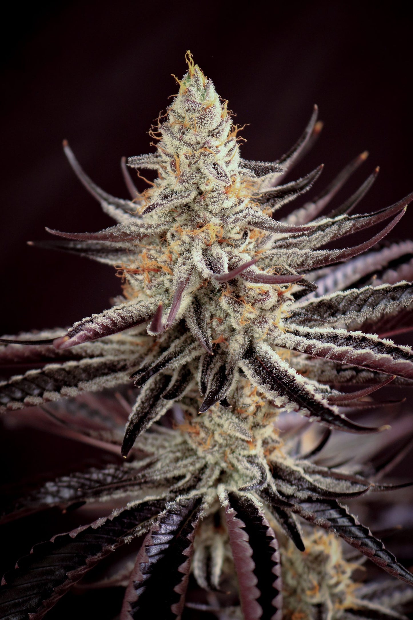 Close-up of a cannabis plant bud with dark background
