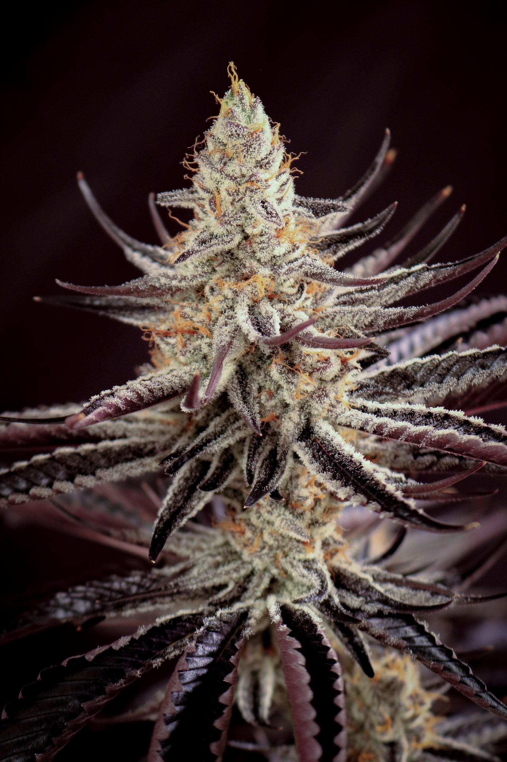 Close-up of a cannabis plant bud with dark background