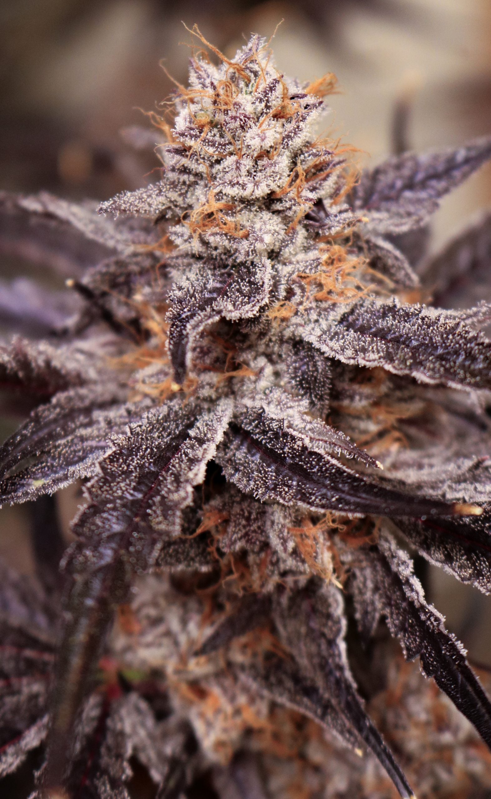 Close-up of a cannabis plant bud with frost on its surface.